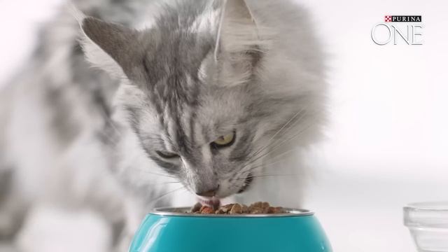 Purina ONE® DualNature™ зі спіруліною смотреть онлайн