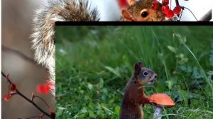 Russian folk song Екатерина Никитина "Ой, грибы, грибы, грибочки"