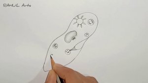 How To Draw Paramecium step by step | Paramecium Diagram