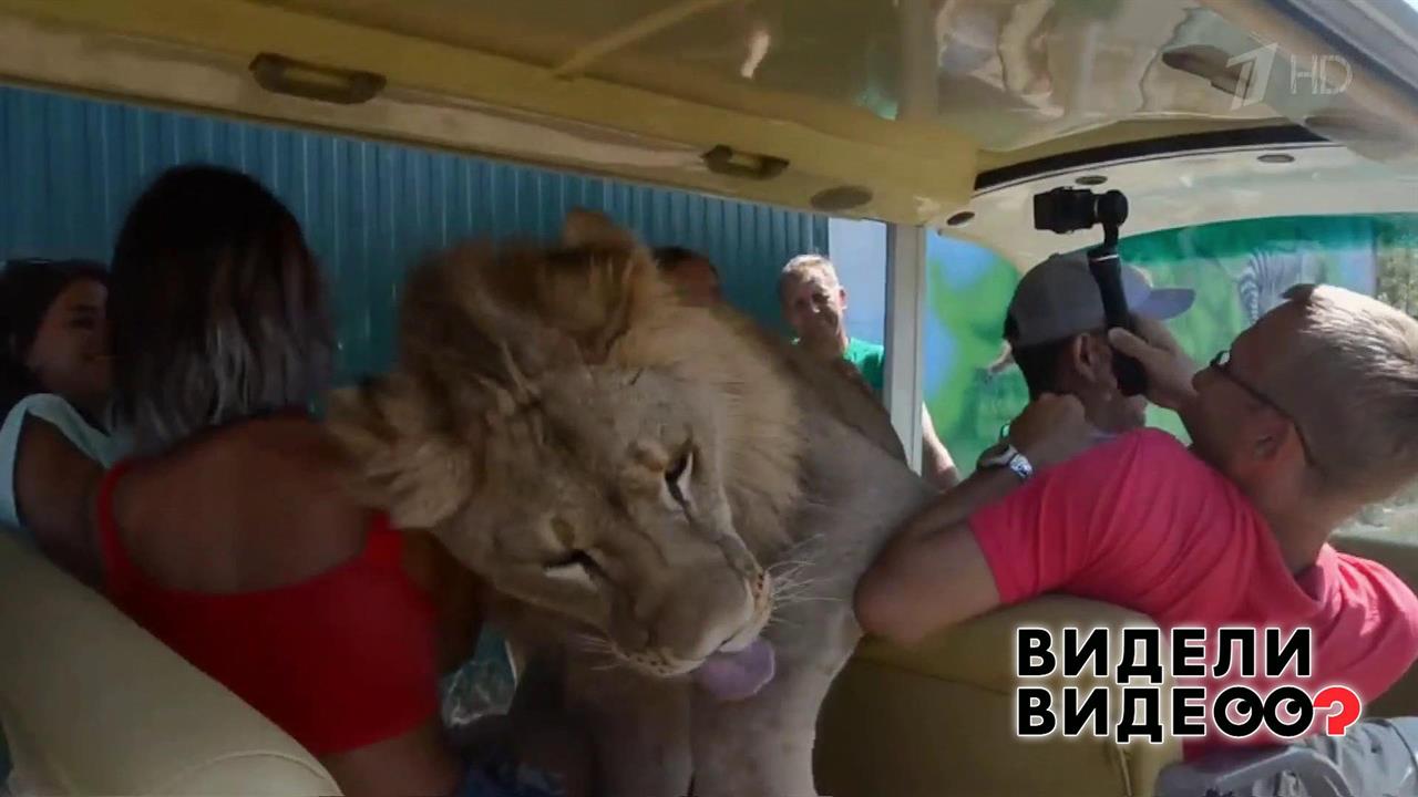 Видео когда увидел бывшую. Лев обнимает человека.