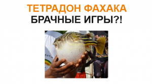 Тетрадон Фахака (tetradon lineatus pufferfish) breeding?!