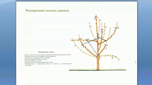 Формирование и обрезка молодых деревьев и саженцев. Обрезка деревьев от А до Я. Часть 4. ©