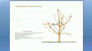 Формирование и обрезка молодых деревьев и саженцев. Обрезка деревьев от А до Я. Часть 4. ©