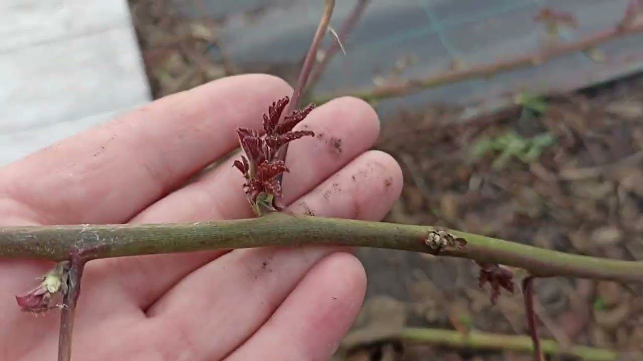 открываем ежевику, мыши не съели но часть сортов погибла под укрытием из лоз. смотреть онлайн