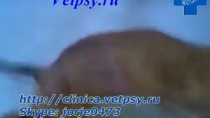 Паралич у собаки - смотреть и слушать внимательно!