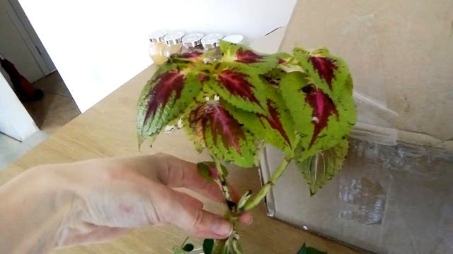 Новая посылка колеус рео каланхоэ молочай смотреть онлайн