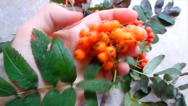 ДАРЫ ОСЕНИ ДЛЯ ПОПУГАЕВ. Часть 2. Чем кормлю своих попугаев кроме корма.