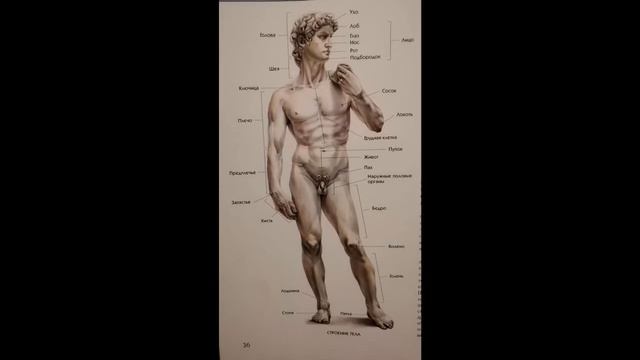 Строение человека Часть 1
