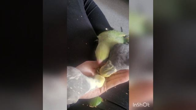 Кормление с рук попугаев корелл, ожереликов, волнистиков смотреть онлайн