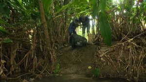 Ловля пресноводных креветок на Марианских островах