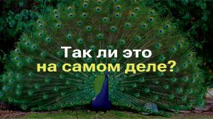 ПОЧЕМУ У ПАВЛИНА ТАКОЙ БОЛЬШОЙ КРАСИВЫЙ ХВОСТ? И ХВОСТ ЛИ ЭТО? I РАЗБОР МИФА ПРО ПАВЛИНА