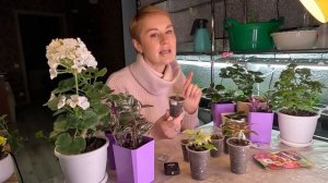 ЛАВАНДА ИЗ СЕМЯН БЕЗ СТРАТИФИКАЦИИ-ЭТО ВОЗМОЖНО!