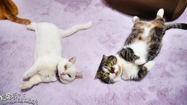 推ししか勝たん！可愛い白猫ラムの初公開動画！　Cute white cat Lum that you have never seen!