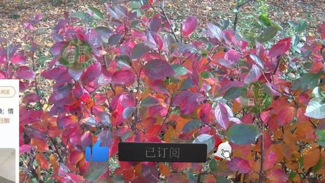 陈氏日报8月2日肖战 总是被一些混淆视听的人乱磕CP关系玉骨遥八月中旬播出粉丝都说造型师是在浪费热巴的美貌xiaozhan  dilireba