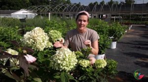 Dwarf Little Lime Hydrangea Plant Highlight | Catherine Arensberg