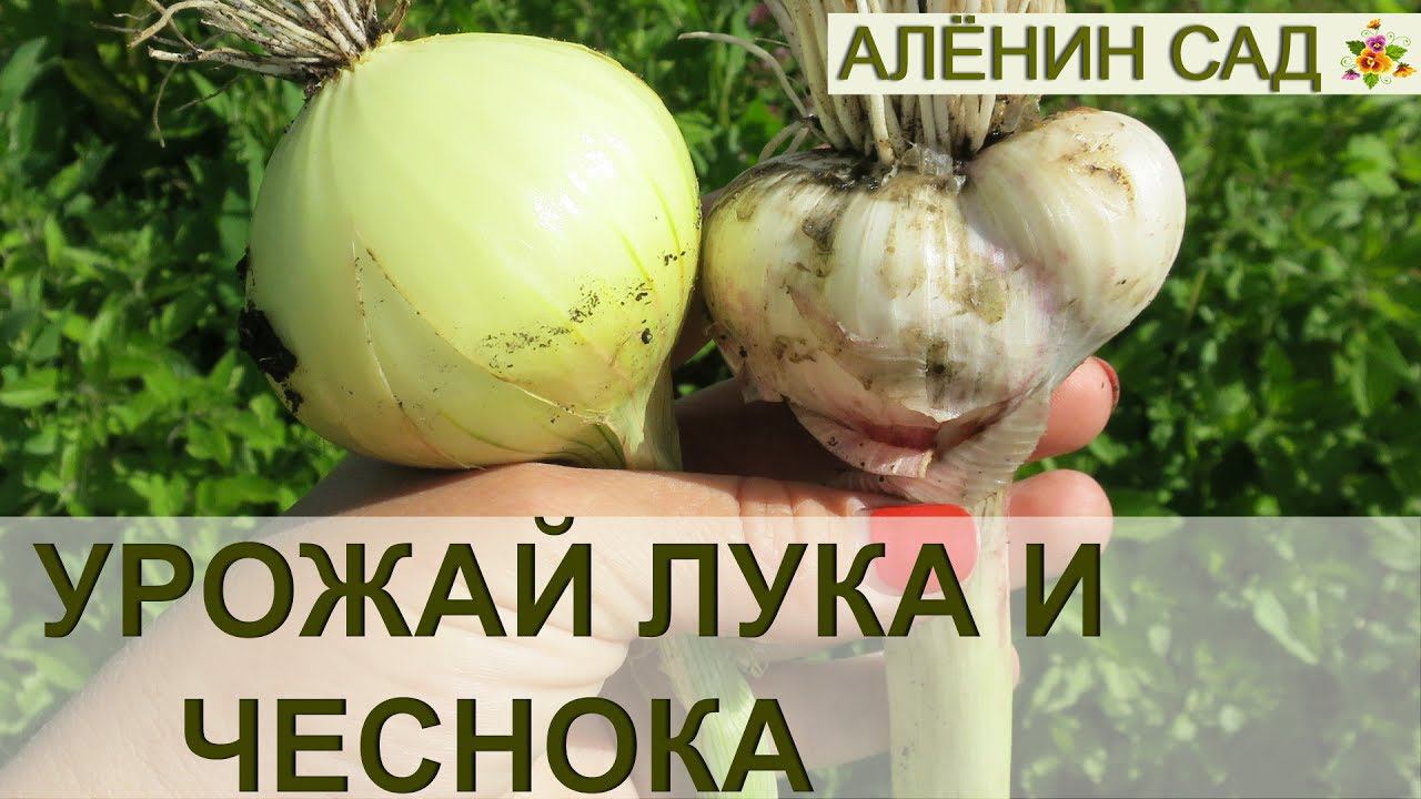 Озимый ЛУК и Чеснок. УРОЖАЙ 2017