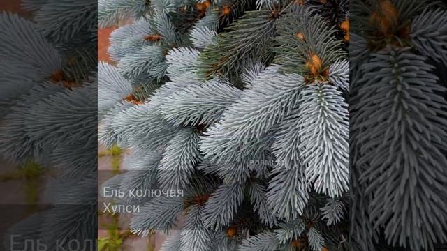 Ель колючая Хупси - голубая ёлочка с синим оттенком хвои