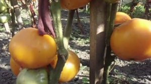 ЖЕЛТОПЛОДНЫЕ ТОМАТЫ ХУРМА И ГИГАНТ ЛИМОННЫЙ.  Видео Ольги Черновой