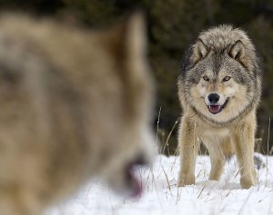 Волк загрыз женщину в Курганской области / События на ТВЦ