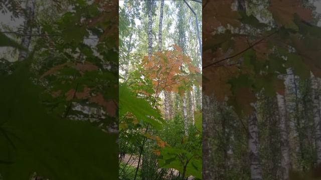 Сосновка-парк в Выборгском районе Санкт-Петербурга. 17.09.2023 г смотреть онлайн