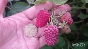 Малина АВРОРА и САПФИР. Сигнальные ягоды. Украина.