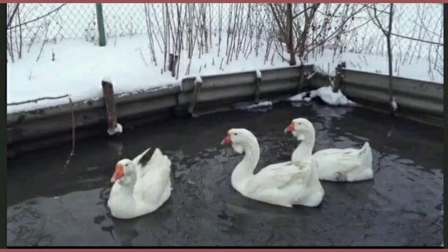 Холмогорские гуси. смотреть онлайн