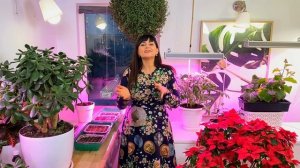 КАК ИЗБАВИТЬСЯ ОТ ЗЕЛЕНОГО НАЛЕТА НА ГРУНТЕ?