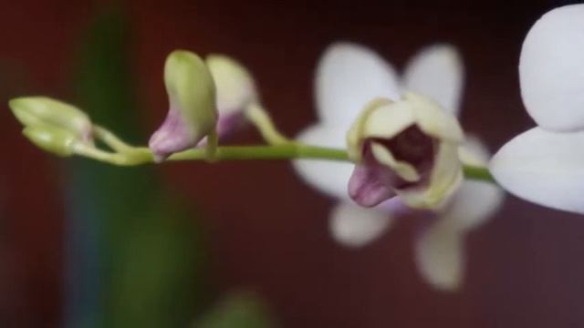 Orchid - Rebloom of Dendrobium Phalaenopsis Burana Diamond + Care Tips смотреть онлайн