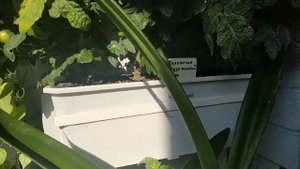 Томаты ЧЕРРИ на лоджии, выращивание и уход. Часть 11