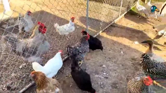 making zucchini patties live!￼ смотреть онлайн