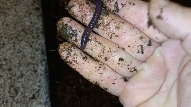 Фиолетовый червяк смотреть онлайн