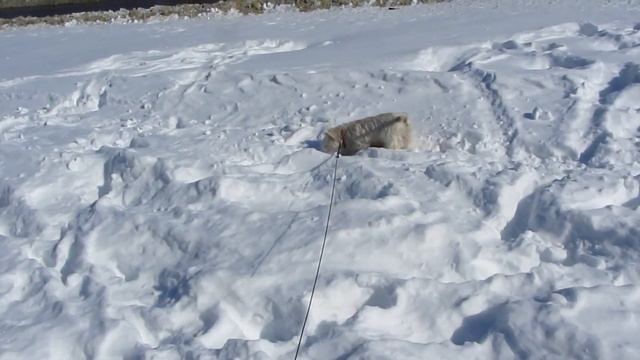 Вестік Фіні. Сніг. смотреть онлайн