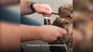 Что-то с Грохотом Врезалось в Машину. Увидев ТАКОЕ, Водитель Остолбенел