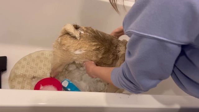 Как и чем мыть мопса?Мопс в ванне ?? смотреть онлайн