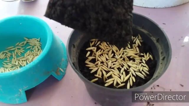 Как Вырастить Траву для Кошек? Овёс для кошек/Простой и Быстрый Способ.!Трава за 3 дня! смотреть онлайн