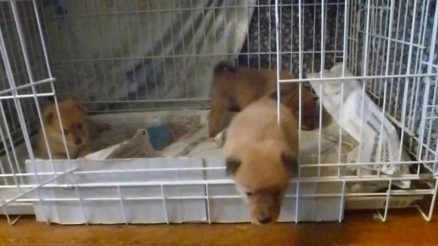 Щенкам 3,5 недели смотреть онлайн