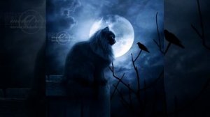 лунный лунный кот 2