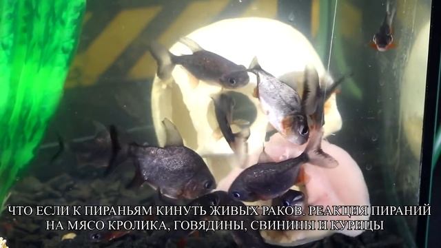 КИНУЛ ЖИВУЮ ФОРЕЛЬ К ПИРАНЬЯМ - РЕАКЦИЯ ПИРАНИЙ НА БОЛЬШУЮ РЫБУ. ОПУСТИЛ РУКУ смотреть онлайн
