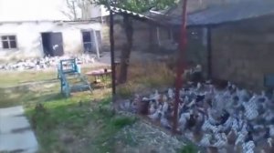 Агасиевские голуби ( Агаси Каэахецян , Евпатория, Украина )