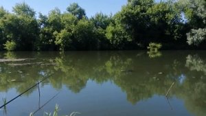 Рыбалка на карася в жару клев как из пулемета комплект Mikatsu и Тритон тоже с нами