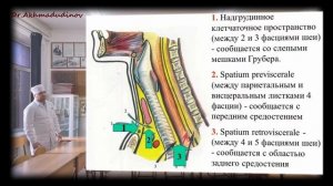Топография трахеи, шейный отдел