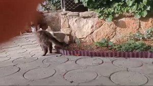 Супер драка