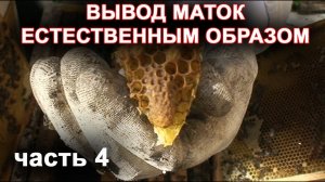 Вывод маток естественным способом. часть 4.