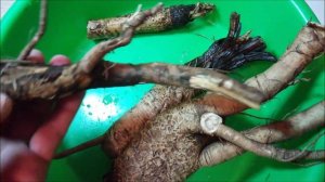 Съедобный лопух 2