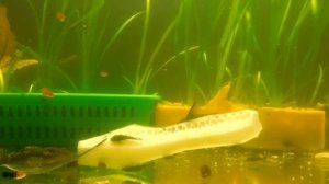 Ancistrus dolichopterus, кормление взрослых и мальков Анциструса огурцом в аквариуме