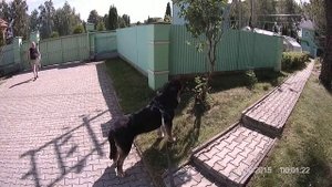 Испанский мастиф работа на охрану. bushking.ru