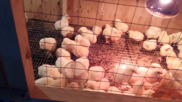 Выращивание бройлеров (часть2) смотреть онлайн