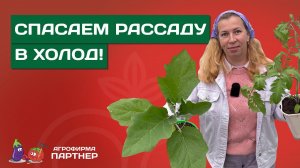 ВОЗВРАТНЫЕ ЗАМОРОЗКИ! ЧТО ДЕЛАТЬ С РАССАДОЙ?