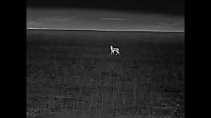 Тепловизионный прицел iRay Geni GL 35R Косуля