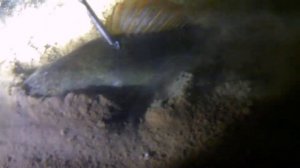 Ночная подводная охота на Москва реке!